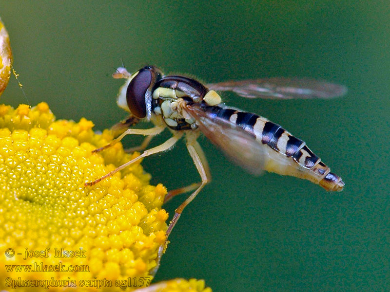 Sphaerophore notée Sphaerophoria scripta