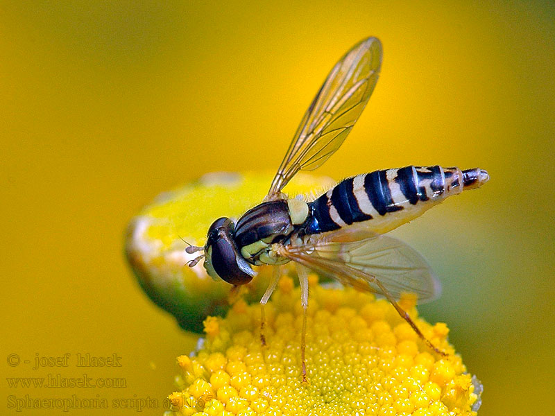 Gemeine Stiftschwebfliege Sphaerophoria scripta