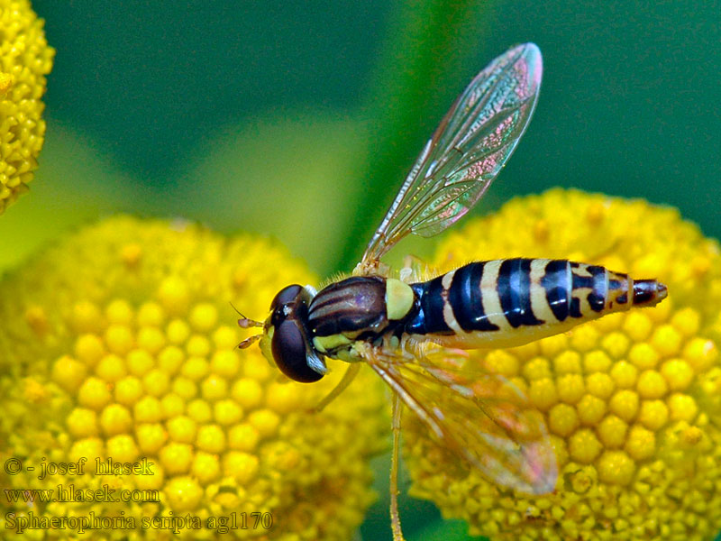 Pestřenka psaná Sphaerophoria scripta