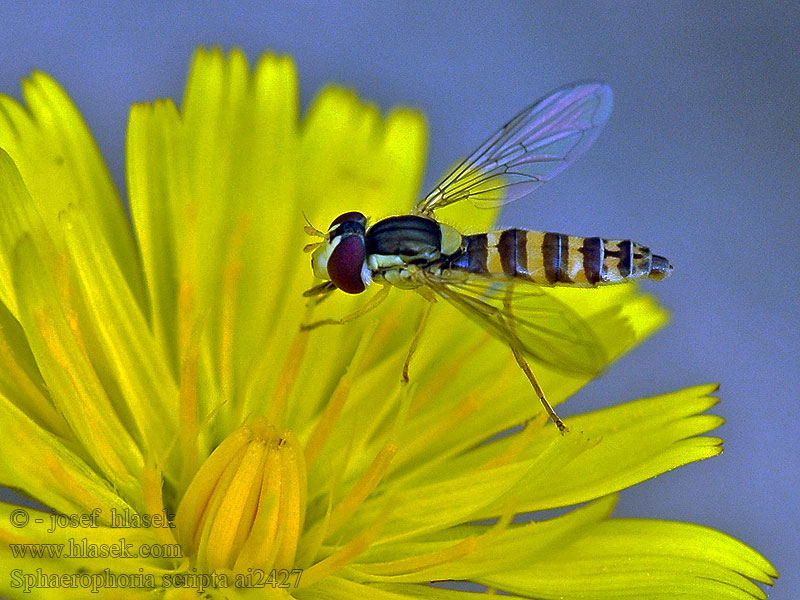 フデヒメヒラタアブ Sphaerophoria scripta