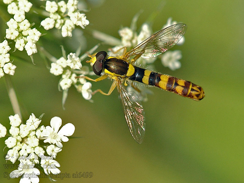 Sphaerophoria scripta