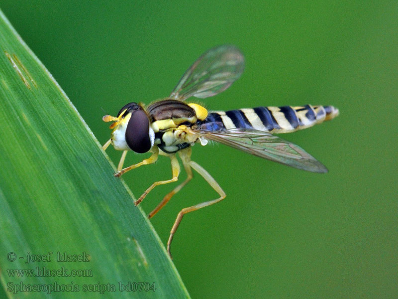 Sphaerophoria scripta