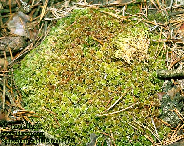 Sphagnum capillifolium