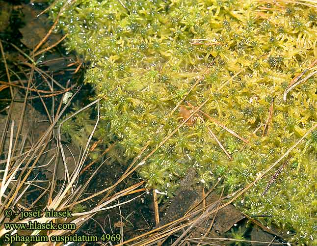 Sphagnum cuspidatum