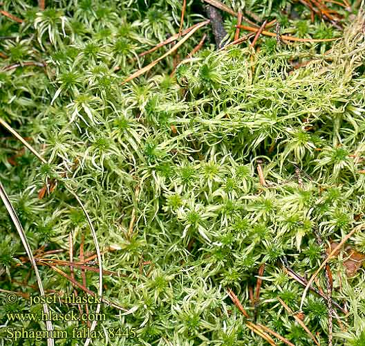 Sphagnum fallax