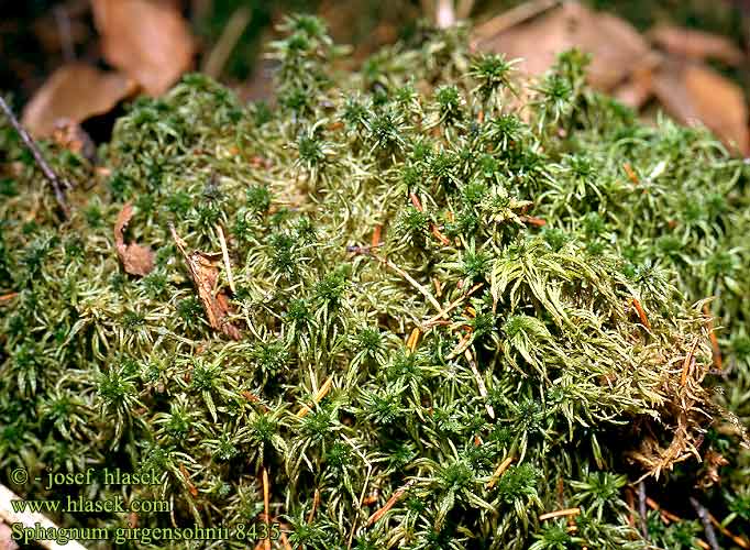 Sphagnum girgensohnii