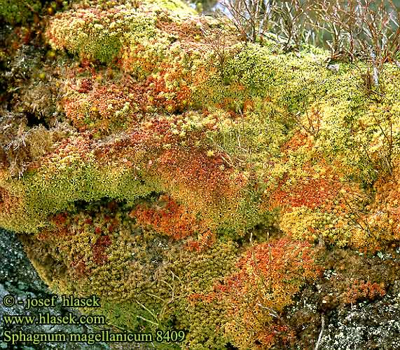 Sphagnum magellanicum