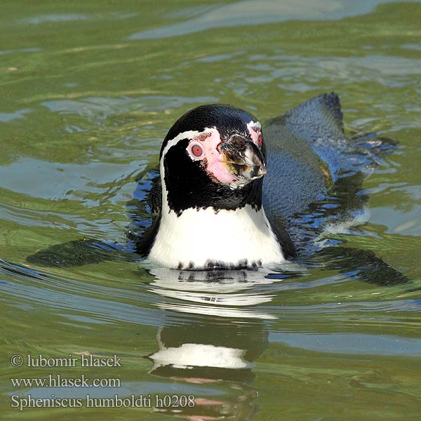 Humboldtpinguin Pingüino Humboldt Manchot Pingwin peruwianski フンボルトペンギン Humboldtpingvin Perunpingviini Humboldtpinguïn Humboldtpingvin Tučniak jednopásy 秘鲁企鹅 Peru Penguen Spheniscus humboldti Humboldt Penguin Tučňák Humboldtův