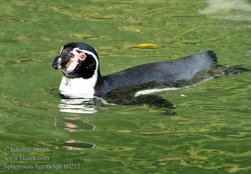 フンボルトペンギン Humboldtpingvin Perunpingviini Humboldtpinguïn Humboldtpingvin Tučniak jednopásy 秘鲁企鹅 Peru Penguen Spheniscus humboldti Humboldt Penguin Tučňák Humboldtův Humboldtpinguin Pingüino Humboldt Manchot Pingwin peruwianski