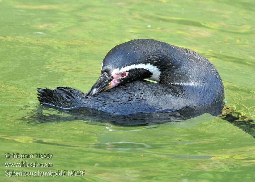 Humboldtpingvin Tučniak jednopásy 秘鲁企鹅 Peru Penguen Spheniscus humboldti Humboldt Penguin Tučňák Humboldtův Humboldtpinguin Pingüino Humboldt Manchot Pingwin peruwianski フンボルトペンギン Humboldtpingvin Perunpingviini Humboldtpinguïn