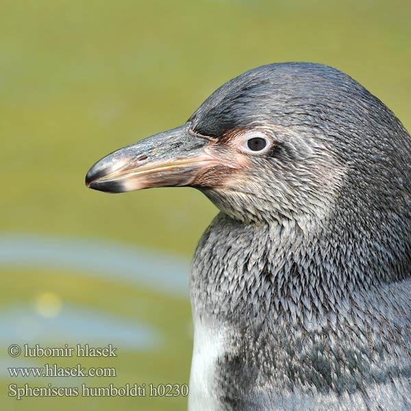 Peru Penguen Spheniscus humboldti Humboldt Penguin Tučňák Humboldtův Humboldtpinguin Pingüino Humboldt Manchot Pingwin peruwianski フンボルトペンギン Humboldtpingvin Perunpingviini Humboldtpinguïn Humboldtpingvin Tučniak jednopásy 秘鲁企鹅