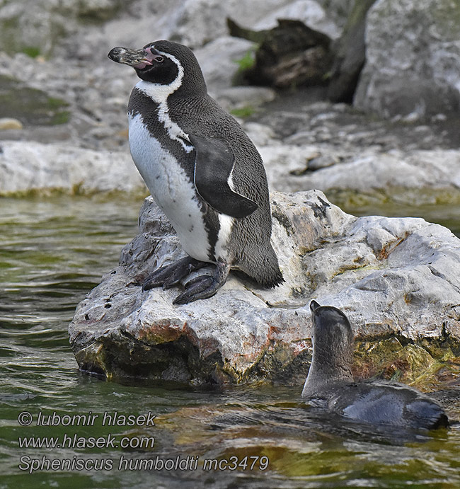 Humboldtpinguin Pingüino Humboldt Manchot Spheniscus humboldti