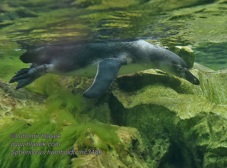 Tučňák Humboldtův Spheniscus humboldti