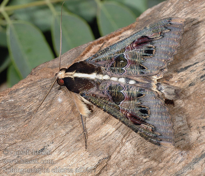 Sphingomorpha chlorea Sundowner moth Banana hawk