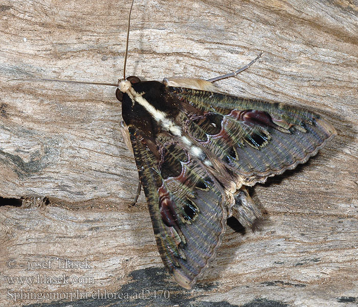 Sundowner moth Banana hawk Sphingomorpha chlorea