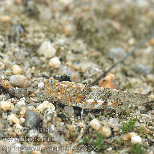 Sphingonotus caerulans Blue Sand-Grasshopper Blue-winged Grasshopper Blåvinget steppegræshoppe Oedipode aigue-marine Blauflüglige Sandschrecke Kiezelsprinkhaan Kopinis Tarkšlys Sinisiipisirkka Œdipode aigue-marine Blåvinget gresshoppe Пустынница голубокрылая Koník belasokrídly Blåvingad gräshoppa
