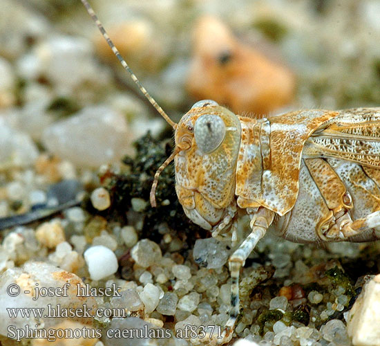 Blåvinget steppegræshoppe Oedipode aigue-marine Blauflüglige Sandschrecke Kiezelsprinkhaan Kopinis Tarkšlys Sinisiipisirkka Œdipode aigue-marine Blåvinget gresshoppe Пустынница голубокрылая Koník belasokrídly Blåvingad gräshoppa Sphingonotus caerulans Blue Sand-Grasshopper Blue-winged Grasshopper