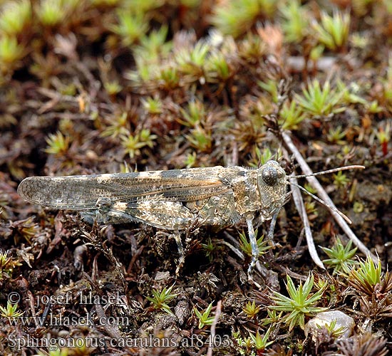 Пустынница голубокрылая Koník belasokrídly Blåvingad gräshoppa Sphingonotus caerulans Blue Sand-Grasshopper Blue-winged Grasshopper Blåvinget steppegræshoppe Oedipode aigue-marine Blauflüglige Sandschrecke Kiezelsprinkhaan Kopinis Tarkšlys Sinisiipisirkka Œdipode aigue-marine Blåvinget gresshoppe