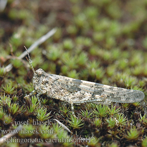 Blåvingad gräshoppa Sphingonotus caerulans Blue Sand-Grasshopper Blue-winged Grasshopper Blåvinget steppegræshoppe Oedipode aigue-marine Blauflüglige Sandschrecke Kiezelsprinkhaan Kopinis Tarkšlys Sinisiipisirkka Œdipode aigue-marine Blåvinget gresshoppe Пустынница голубокрылая Koník belasokrídly