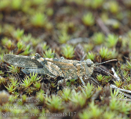 Blue Sand-Grasshopper Blue-winged Grasshopper Blåvinget steppegræshoppe Oedipode aigue-marine Blauflüglige Sandschrecke Kiezelsprinkhaan Kopinis Tarkšlys Sinisiipisirkka Œdipode aigue-marine Blåvinget gresshoppe Пустынница голубокрылая Koník belasokrídly Blåvingad gräshoppa Sphingonotus caerulans