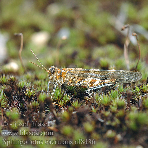 Oedipode aigue-marine Blauflüglige Sandschrecke Kiezelsprinkhaan Kopinis Tarkšlys Sinisiipisirkka Œdipode aigue-marine Blåvinget gresshoppe Пустынница голубокрылая Koník belasokrídly Blåvingad gräshoppa Sphingonotus caerulans Blue Sand-Grasshopper Blue-winged Grasshopper Blåvinget steppegræshoppe