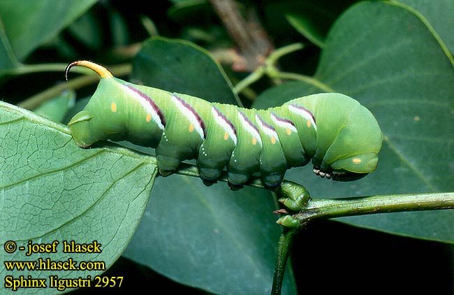 Sphinx ligustri Privet Hawk-moth Ligusterschwärmer lišaj šeříkový