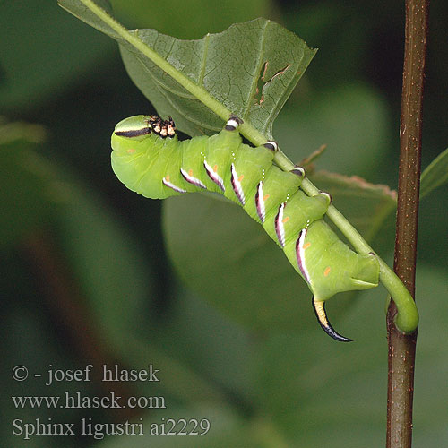 Sphinx ligustri Privet Hawk-moth Ligusterschwärmer lišaj šeříkový