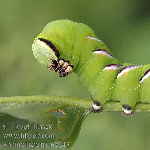 Sphinx ligustri Troene Ligustersvärmare Ligustersvermer Sireenikiitäjä