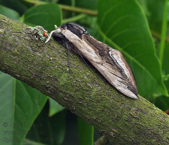 Sphinx Troene Ligustersvärmare Ligustersvermer Sireenikiitäjä Ligustersvaermer