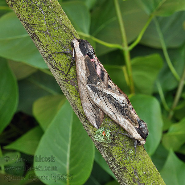 Ligusterpijlstaart Sfinge ligustro コエビガラスズメ Fagyalszender Sphinx ligustri