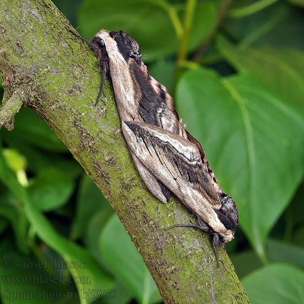 Sfinge ligustro コエビガラスズメ Fagyalszender Sphinx ligustri