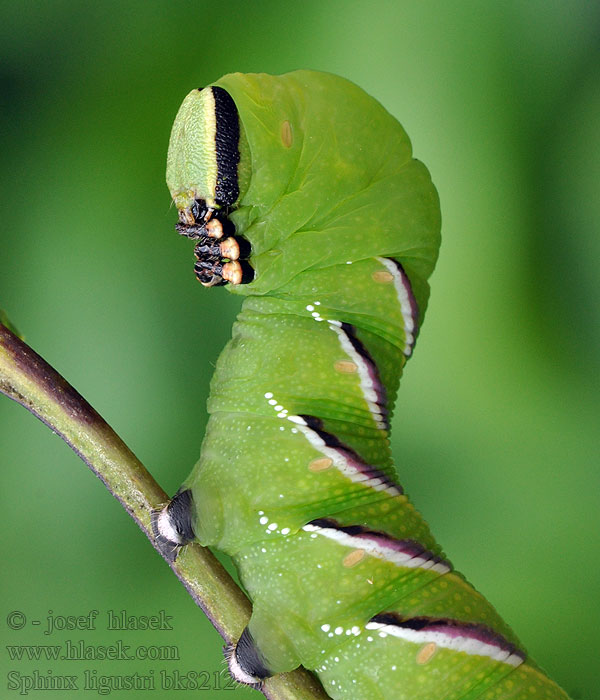 コエビガラスズメ Fagyalszender Sphinx ligustri Privet Hawk-moth