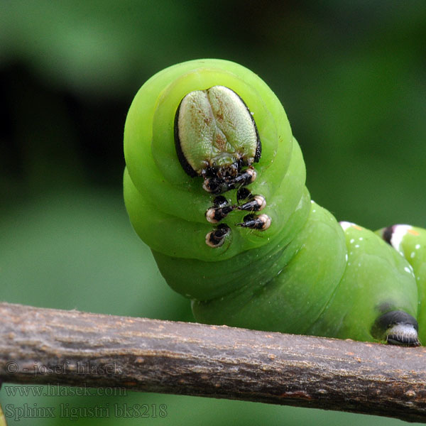 Fagyalszender コエビガラスズメ Sphinx ligustri Privet Hawk-moth