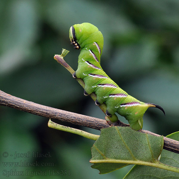 Sphinx ligustri Fagyalszender コエビガラスズメ Privet Hawk-moth