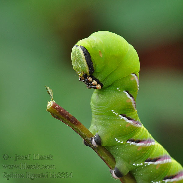 Sphinx ligustri Prive Fagyalszender コエビガラスズメ Privet Hawk-moth