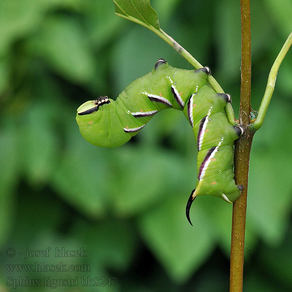 Sphinx ligustri Ligusterschwärmer Prive Fagyalszender コエビガラスズメ