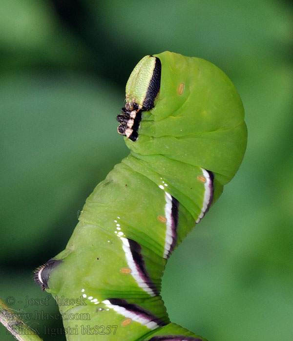 Sphinx ligustri Lišaj šeříkový Ligusterschwärmer Prive Fagyalszender