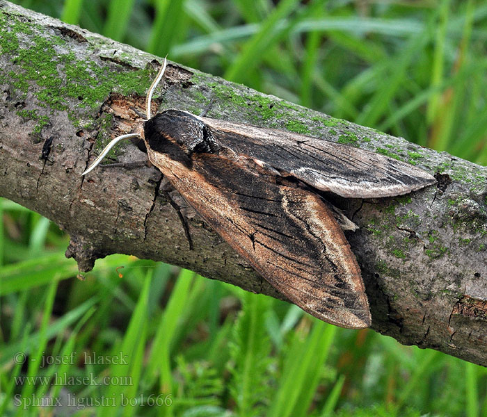 Sphinx ligustri Privet Hawk-moth Ligusterschwärmer lišaj šeříkový