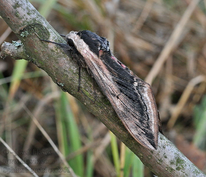 Sphinx ligustri