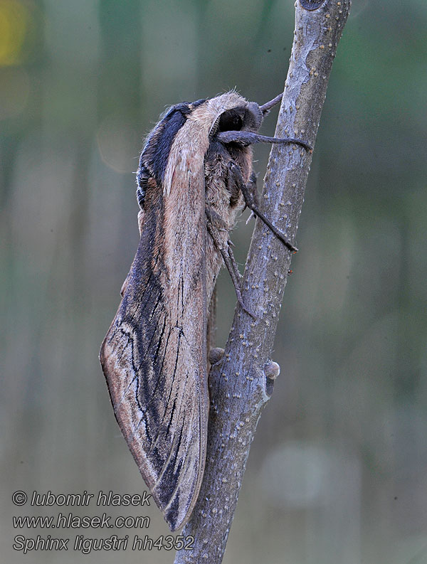 Sphinx ligustri