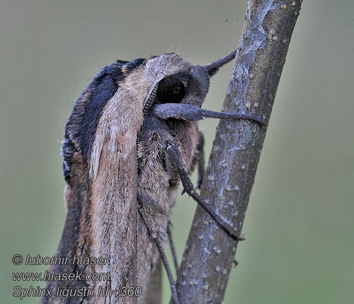 Sphinx ligustri