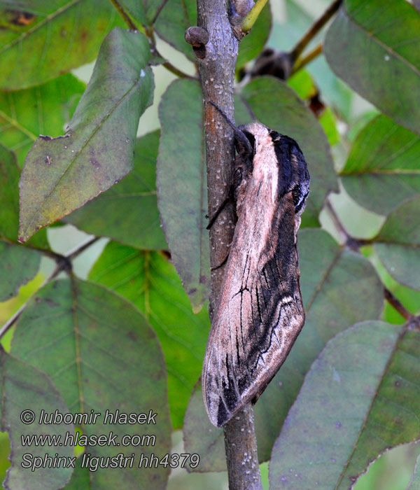 Sphinx ligustri