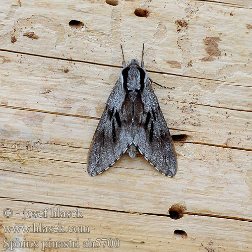 Sfringidul pinului Lišaj borovicový Borov veščec Esfinge Pino Tallsvärmare Hyloicus Pine Hawk-moth Kiefernschwärmer Lišaj borový Бражник сосновый Sphinx pin Pušinis sfinksas Dennenpijlstaart Zawisak borowiec Fyrresværmer Mäntykiitäjän toukka Mäntykiitäjä Sfinge pino Sphinx pinastri マツクロスズメ Fenyőszender Furusvermer