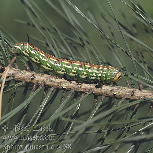 Sphinx pinastri Hyloicus Pine Hawk-moth Kiefernschwärmer Lišaj borový Бражник сосновый Sphinx pin Pušinis sfinksas Dennenpijlstaart Zawisak borowiec Fyrresværmer Mäntykiitäjän toukka Mäntykiitäjä Sfinge pino マツクロスズメ Fenyőszender Furusvermer sfringidul pinului Lišaj borovicový Borov veščec Esfinge Pino Tallsvärmare