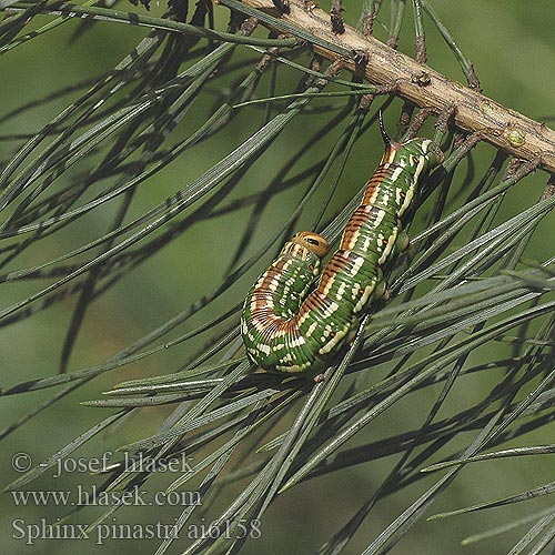 Sphinx pinastri マツクロスズメ Fenyőszender Furusvermer sfringidul pinului Lišaj borovicový Borov veščec Esfinge Pino Tallsvärmare Hyloicus Pine Hawk-moth Kiefernschwärmer Lišaj borový Бражник сосновый Sphinx pin Pušinis sfinksas Dennenpijlstaart Zawisak borowiec Fyrresværmer Mäntykiitäjän toukka Mäntykiitäjä Sfinge pino