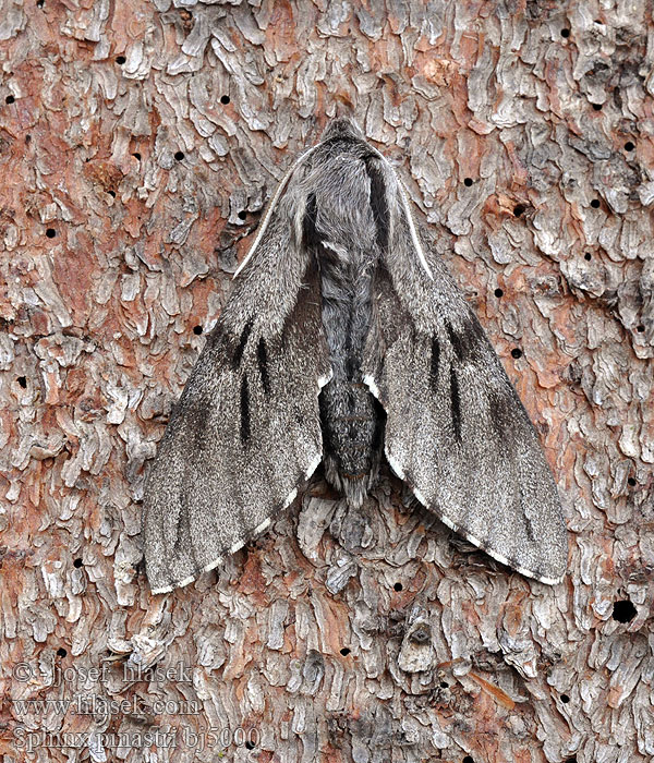 Sphinx pinastri Sfinge pino マツクロスズメ Fenyőszender Furusvermer