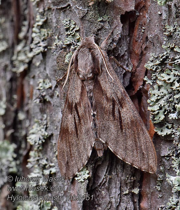 Sphinx pinastri