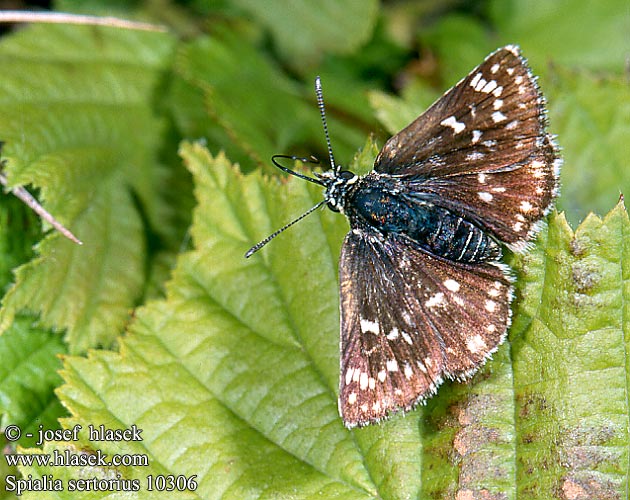 Spialia sertorius Red underwing skipper Hespérie sanguisorbes Nyugati törpebusalepke Roter Würfel-Dickkopffalter Powszelatek sertor Súmračník škoricový Soumračník skořicový Kalkgraslanddikkopje Толстоголовка черноватая Sertorio