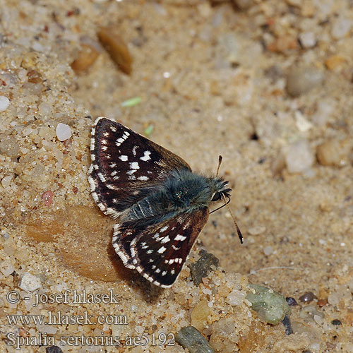 Kalkgraslanddikkopje Толстоголовка черноватая Sertorio Spialia sertorius Red underwing skipper Hespérie sanguisorbes Nyugati törpebusalepke Roter Würfel-Dickkopffalter Powszelatek sertor Súmračník škoricový Soumračník skořicový