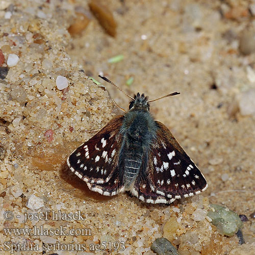 Red underwing skipper Hespérie sanguisorbes Nyugati törpebusalepke Roter Würfel-Dickkopffalter Powszelatek sertor Súmračník škoricový Soumračník skořicový Kalkgraslanddikkopje Толстоголовка черноватая Sertorio Spialia sertorius